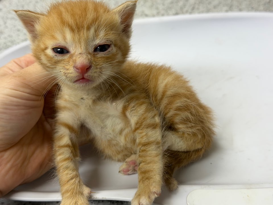 종료(자연사) 한국…